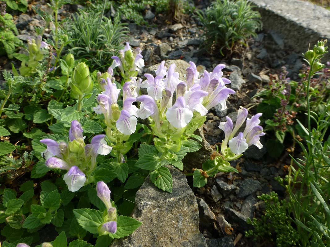 Scutellaria alpina 'alba'